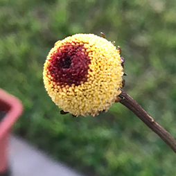 Yellow and red flower