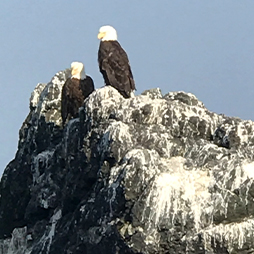 Two eagles on a moutain